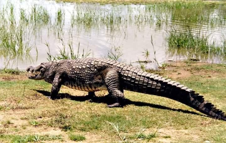 Uploaded photograph of Paga Crocodile Pond